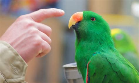 Why Do Parrots Dance and What It Tells Us about Life